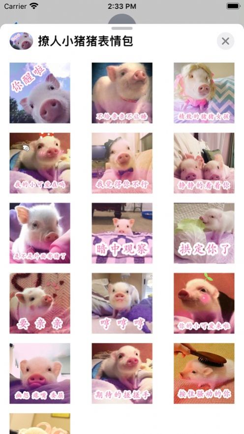 安卓撩人小猪猪表情包app