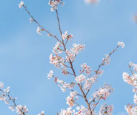 春日樱花壁纸