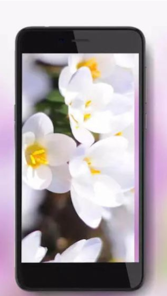 安卓crocus spring app软件下载