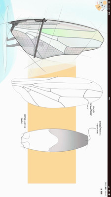 安卓概念画板安卓完整版 中文汉化版app