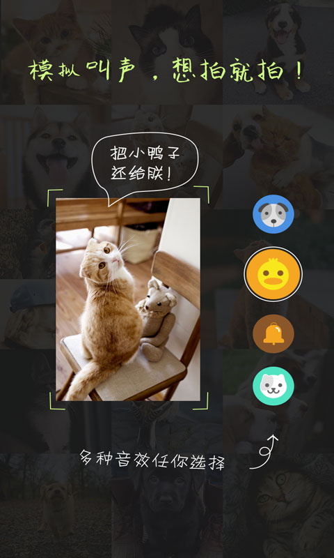安卓萌宠相机appapp
