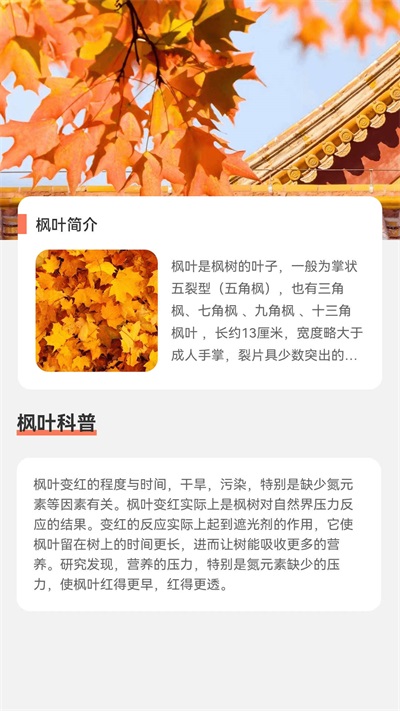 枫叶流量app下载