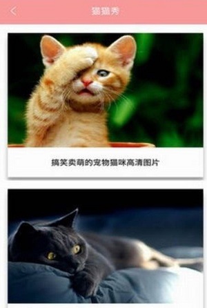 安卓爱猫咪软件下载